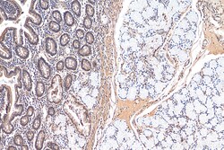 EEFSEC Rabbit Polyclonal Antibody, Proteintech Unconjugated; 20 &mu;L:Antibodies,