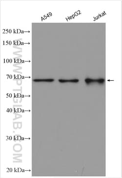 EEFSEC Rabbit Polyclonal Antibody, Proteintech Unconjugated; 20 &mu;L:Antibodies,