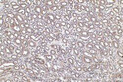 Ephrin B1 Rabbit Polyclonal Antibody, Proteintech Unconjugated; 20 &mu;L:Antibodies,