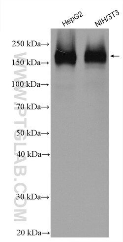 EHMT2 Rabbit Polyclonal Antibody, Proteintech Unconjugated; 20 &mu;L:Antibodies,
