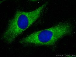 EIF2AK1 Mouse Monoclonal Antibody, Proteintech 20 &mu;L | Buy Online | Proteintech | Fisher Scientific