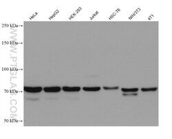 EIF2AK1 Mouse Monoclonal Antibody, Proteintech 20 &mu;L | Buy Online | Proteintech | Fisher Scientific