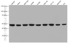 EIF4A2 Mouse Monoclonal Antibody, Proteintech Unconjugated; 20 &mu;L:Antibodies,