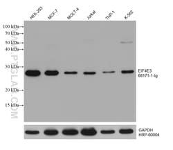 EIF4E3 Mouse Monoclonal Antibody, Proteintech Unconjugated; 20 &mu;L:Antibodies,