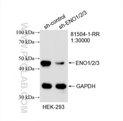 ENO1/2/3 Rabbit Recombinant Antibody, Proteintech Unconjugated; 20 &mu;L:Antibodies,