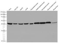 ENO3 Mouse Monoclonal Antibody, Proteintech:Antibodies:Primary Antibodies