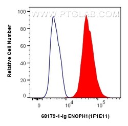 ENOPH1 Mouse Monoclonal Antibody, Proteintech Unconjugated; 20 &mu;L:Antibodies,