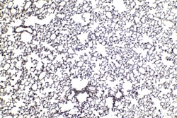 p300 Rabbit Polyclonal Antibody, Proteintech:Antibodies:Primary Antibodies
