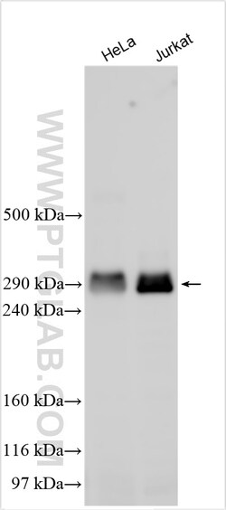 p300 Rabbit Polyclonal Antibody, Proteintech:Antibodies:Primary Antibodies