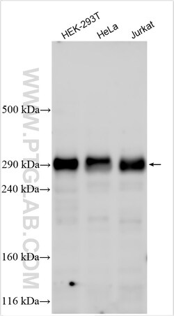 p300 Rabbit Polyclonal Antibody, Proteintech:Antibodies:Primary Antibodies