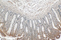 ERAL1 Rabbit Polyclonal Antibody, Proteintech:Antibodies:Primary Antibodies