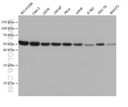 ERGIC3 Mouse Monoclonal Antibody, Proteintech Unconjugated; 150 &mu;L:Antibodies,