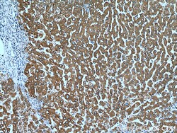 ERP29 Mouse Monoclonal Antibody, Proteintech:Antibodies:Primary Antibodies