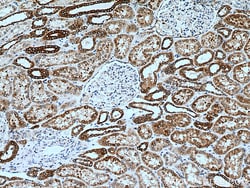 ERP29 Mouse Monoclonal Antibody, Proteintech:Antibodies:Primary Antibodies