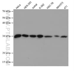 ERP29 Mouse Monoclonal Antibody, Proteintech:Antibodies:Primary Antibodies