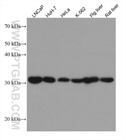 ETFA Mouse Monoclonal Antibody, Proteintech Unconjugated; 20 &mu;L:Anticorps,