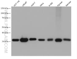 ETFA Mouse Monoclonal Antibody, Proteintech Unconjugated; 20 &mu;L:Anticorps,