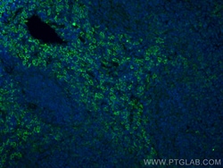 F4/80 Rabbit Polyclonal Antibody, Proteintech Unconjugated; 150 &mu;L:Antibodies,