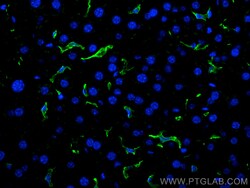 F4/80 Rabbit Polyclonal Antibody, Proteintech Unconjugated; 150 &mu;L:Antibodies,