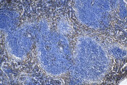 F4/80 Rabbit Polyclonal Antibody, Proteintech Unconjugated; 150 &mu;L:Antibodies,