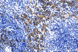 F4/80 Rabbit Polyclonal Antibody, Proteintech Unconjugated; 150 &mu;L:Antibodies,