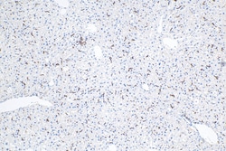 F4/80 Rabbit Polyclonal Antibody, Proteintech Unconjugated; 150 &mu;L:Antibodies,