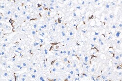 F4/80 Rabbit Polyclonal Antibody, Proteintech Unconjugated; 150 &mu;L:Antibodies,