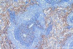 F4/80 Rabbit Polyclonal Antibody, Proteintech Unconjugated; 150 &mu;L:Antibodies,
