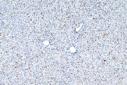 F4/80 Rabbit Polyclonal Antibody, Proteintech Unconjugated; 150 &mu;L:Antibodies,