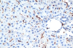 F4/80 Rabbit Polyclonal Antibody, Proteintech Unconjugated; 150 &mu;L:Antibodies,