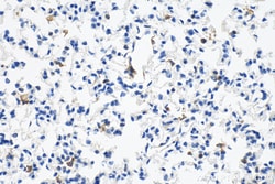 F4/80 Rabbit Polyclonal Antibody, Proteintech Unconjugated; 150 &mu;L:Antibodies,