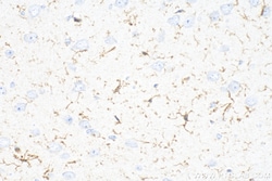 F4/80 Rabbit Polyclonal Antibody, Proteintech Unconjugated; 150 &mu;L:Antibodies,