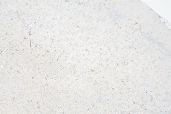 F4/80 Rabbit Polyclonal Antibody, Proteintech Unconjugated; 150 &mu;L:Antibodies,