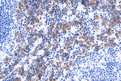 F4/80 Rabbit Polyclonal Antibody, Proteintech Unconjugated; 150 &mu;L:Antibodies,