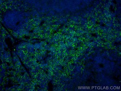 CoraLite Plus 488-conjugated F4/80 Rabbit Polyclonal Antibody, Proteintech:Antibodies:Primary