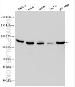 FAM111B Rabbit Polyclonal Antibody, Proteintech Unconjugated; 20 &mu;L:Antibodies,