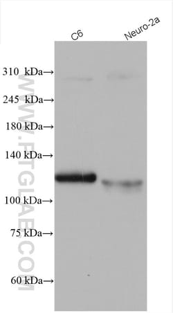 FAM135B Rabbit Polyclonal Antibody, Proteintech:Antibodies:Primary Antibodies