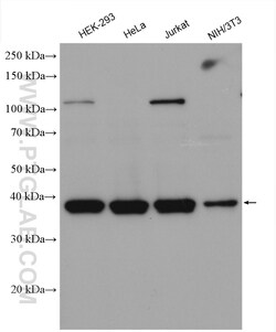 FAM50A Rabbit Polyclonal Antibody, Proteintech Unconjugated; 150 &mu;L:Antibodies,