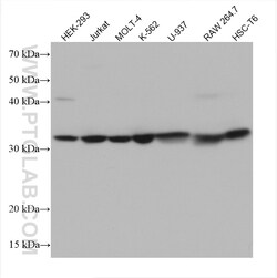 FBXO6 Mouse Monoclonal Antibody, Proteintech:Antibodies:Primary Antibodies