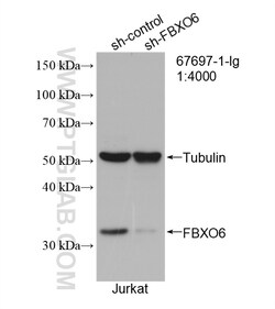 FBXO6 Mouse Monoclonal Antibody, Proteintech:Antibodies:Primary Antibodies