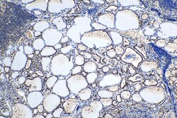 FGF-2 Rabbit Polyclonal Antibody, Proteintech Unconjugated; 20 &mu;L:Antibodies,
