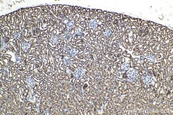 FGF-2 Rabbit Polyclonal Antibody, Proteintech Unconjugated; 20 &mu;L:Antibodies,