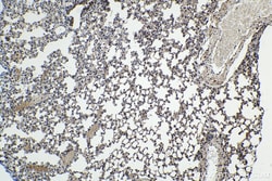 FGF-2 Rabbit Polyclonal Antibody, Proteintech Unconjugated; 20 &mu;L:Antibodies,