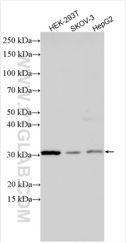 FGF-2 Rabbit Polyclonal Antibody, Proteintech Unconjugated; 20 &mu;L:Antibodies,