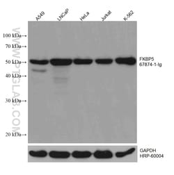 FKBP5 Mouse Monoclonal Antibody, Proteintech 150 &mu;L | Buy Online | Proteintech | Fisher Scientific