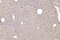 FMNL3 Rabbit Polyclonal Antibody, Proteintech:Antibodies:Primary Antibodies