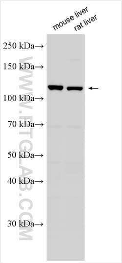 FMNL3 Rabbit Polyclonal Antibody, Proteintech:Antibodies:Primary Antibodies