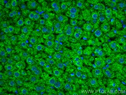 FMO4 Mouse Monoclonal Antibody, Proteintech:Antibodies:Primary Antibodies