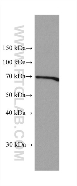 FMO4 Mouse Monoclonal Antibody, Proteintech:Antibodies:Primary Antibodies