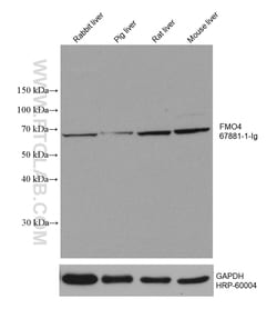 FMO4 Mouse Monoclonal Antibody, Proteintech:Antibodies:Primary Antibodies